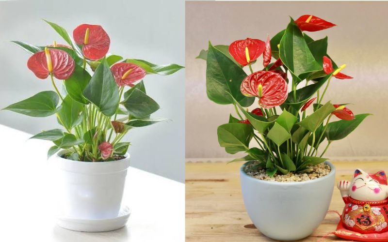 Cây hồng môn đỏ phù hợp với người mệnh Thổ