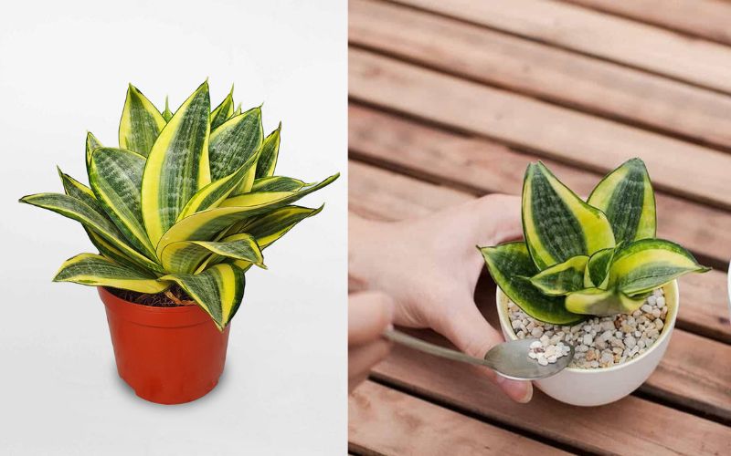 Cây lưỡi hổ vàng mini phù hợp để bàn làm việc