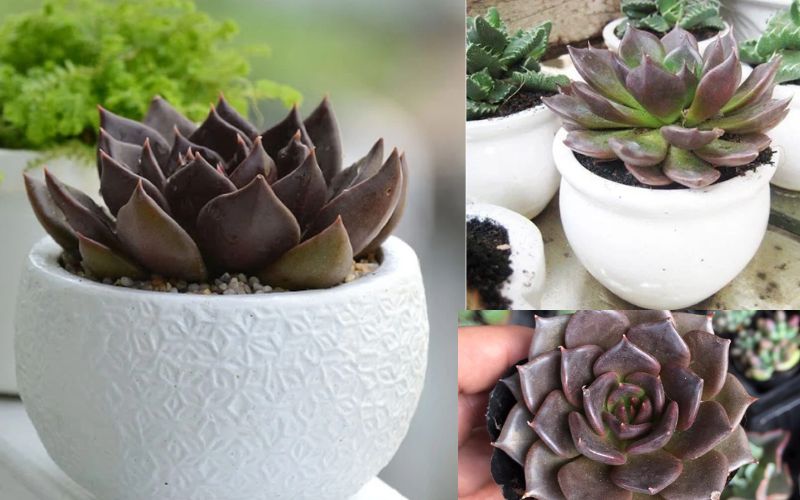 Cây Sen đá nâu để bàn làm việc