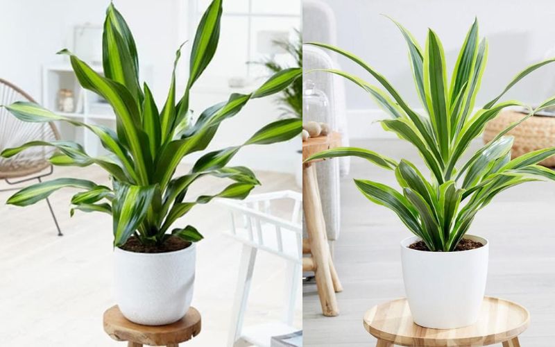 Cây thiệt mộc lan sọc vàng phù hợp để bàn làm việc