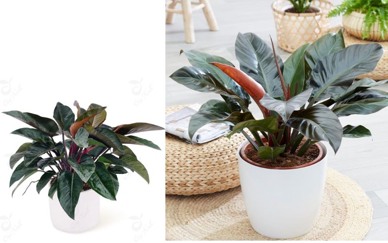 Mệnh Thổ nên chọn cây trầu bà đế vương đỏ để bàn làm việc