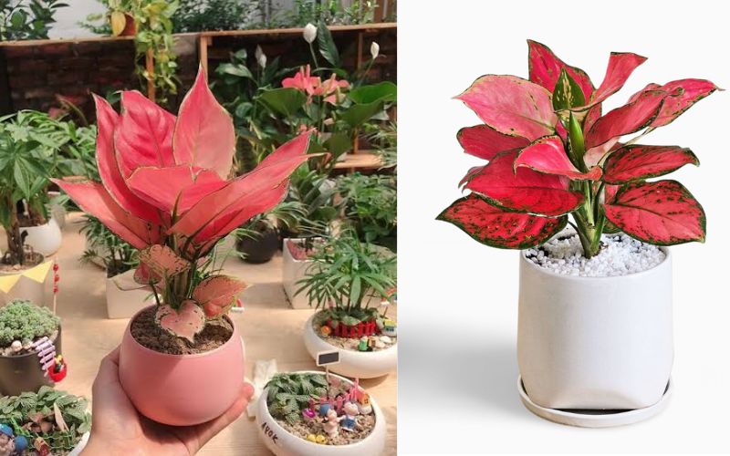 Cây Vạn Lộc phù hợp với những người mệnh Thổ