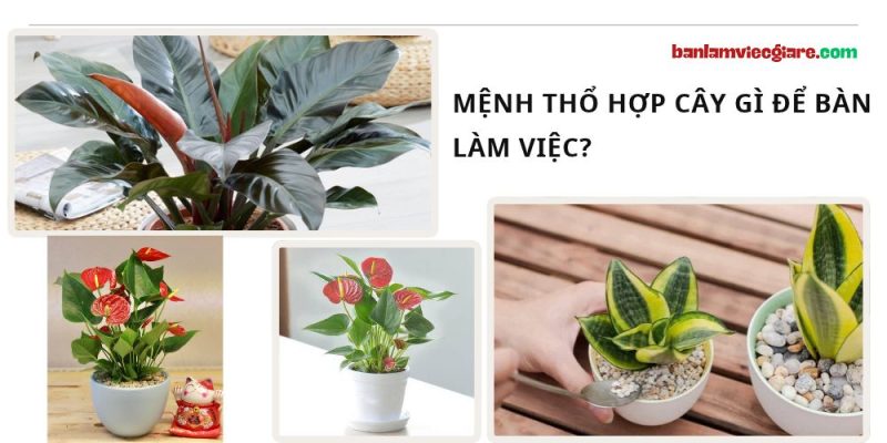 Mệnh Thổ hợp cây gì để bàn làm việc?
